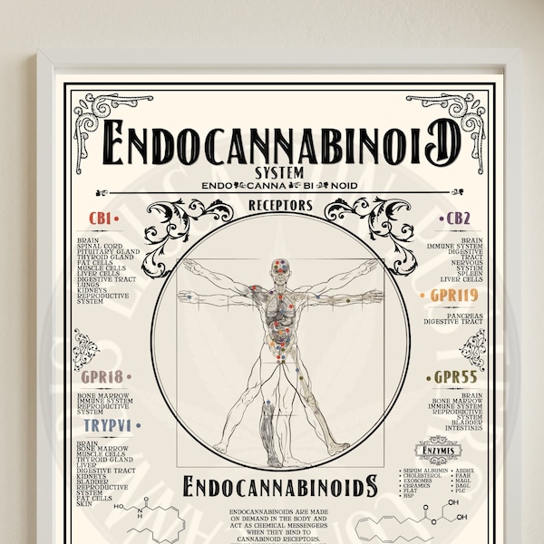 Плакат «Эндоканнабиноидная система» по обучению каннабису 18 х 24 дюйма