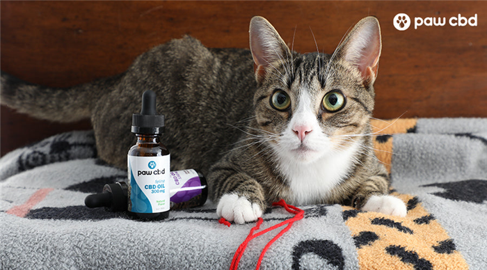A cat laying on a bed next to two feline cbd oil natural flavor - Paw CBD
