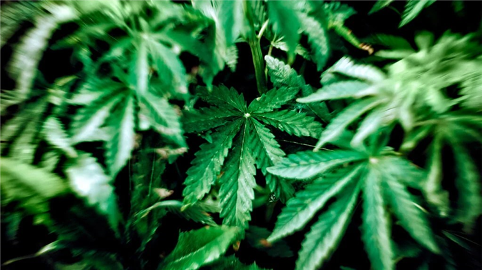 An image of a cannabis plant.