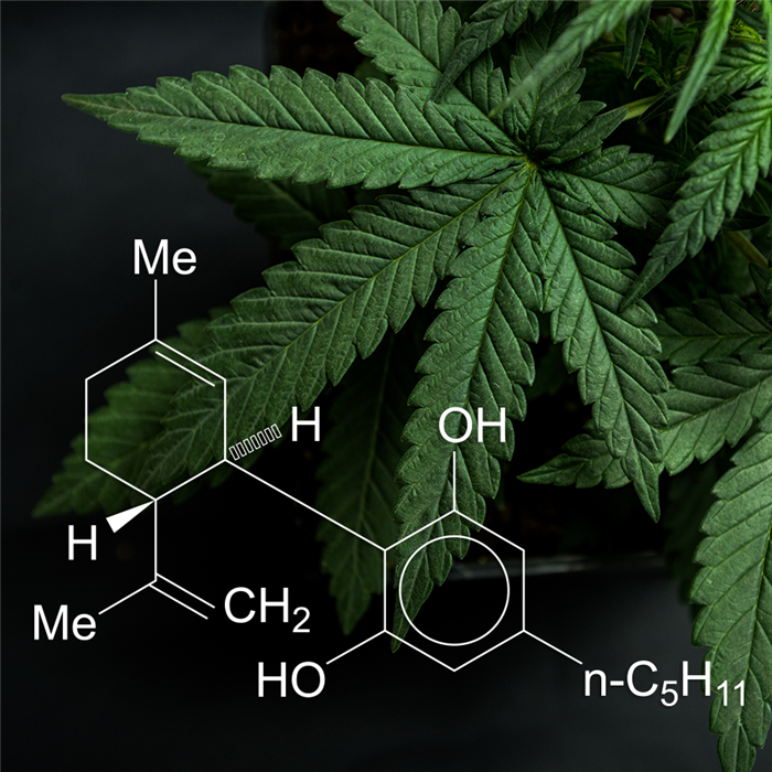 Cannabidiol (CBD) chemical structure image graphic superimposed over photo of marijuana leaves