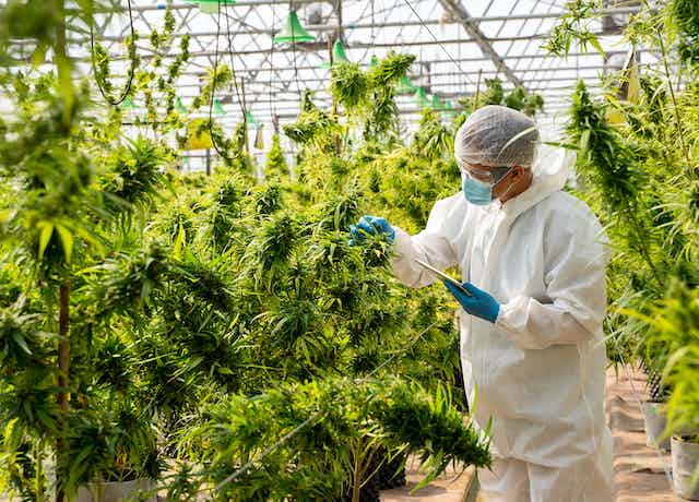 Scientist in white jumpsuit and blue gloves checking cannabis plants in marijuana garden indoor grow area before harvesting for medicinal uses.