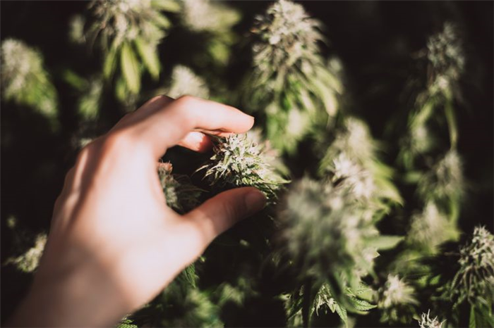 Female hand holds a cone of marijuana plant