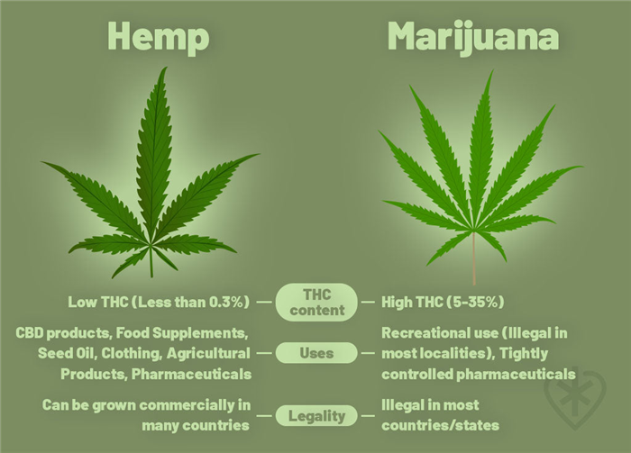 Graphic showing differences between hemp and marijuana.