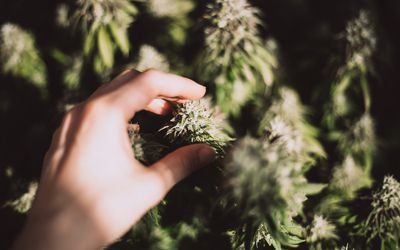 Female hand holds a cone of marijuana plant