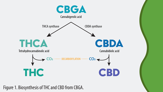 Biosynthesis-THC-and-CBD-from-CBGA