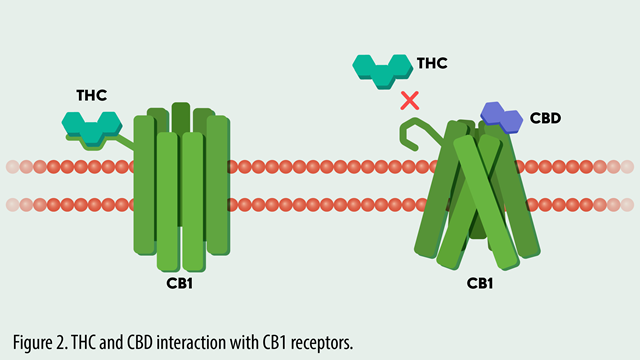 THC-and-CBD-interaction-with-CB1-receptors