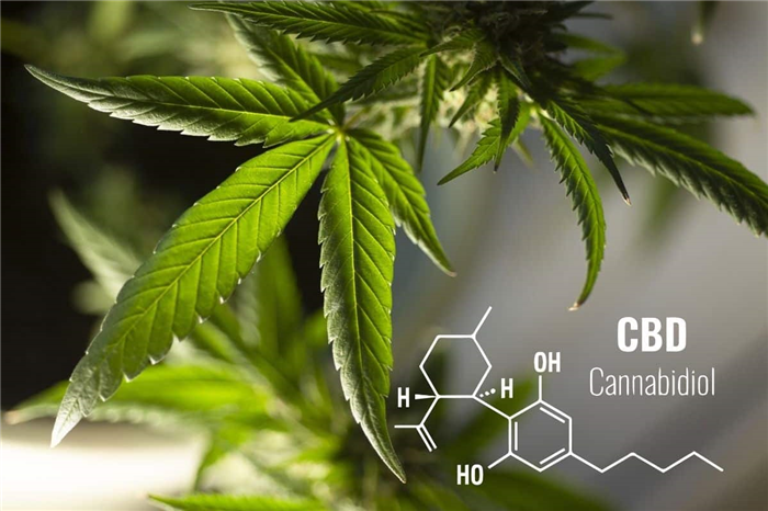 Cannabis-CBD-Wirkung von Cannabis