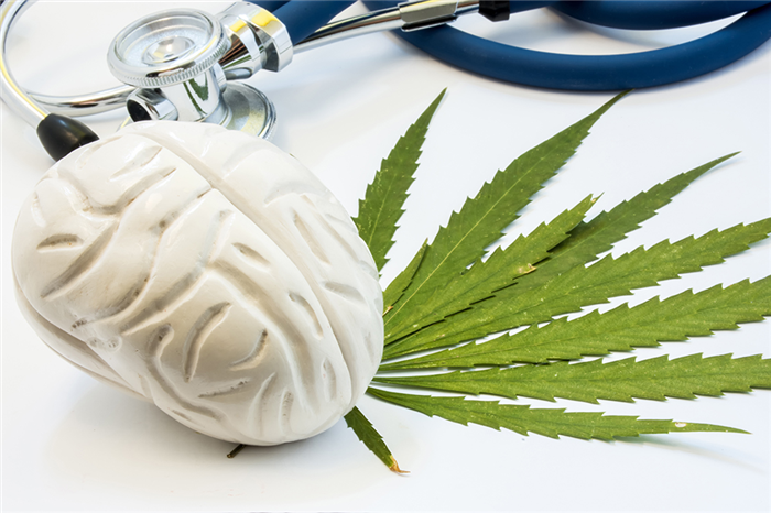 a mold of the brain sitting on top of a hemp leaf, with a stethoscope next to it. 