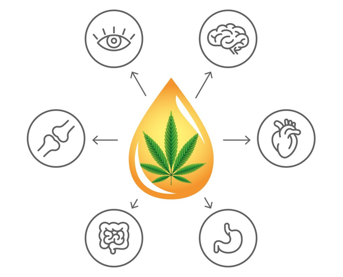 The Benefits of Taking CBD Oil Daily