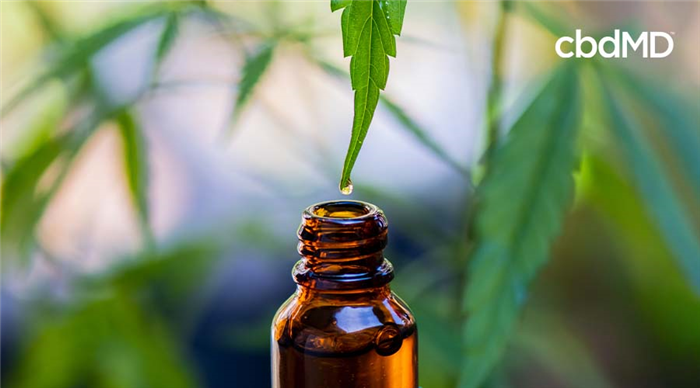 A bottle of CBD oil with a marijuana leaf dripping oil into it with marijuana leaves all around it