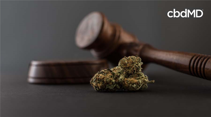 A gavel laying next to a cannabis flower bud