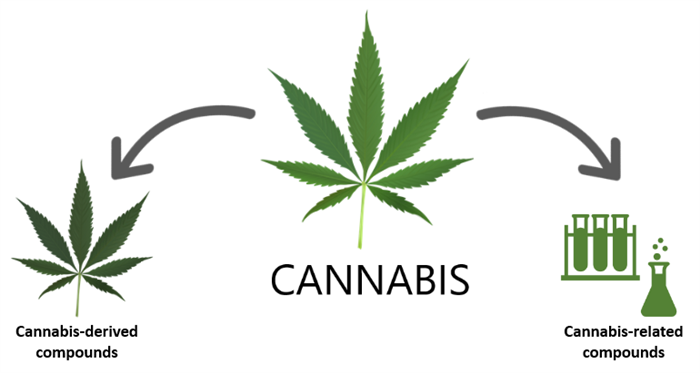 This image is of a cannabis leaf with arrows splitting into two different categories. The cannabis leaf on the left represents cannabis-derived compounds. The test tubes and beaker on the right represent cannabis-related compounds.This image is of a cannabis leaf with arrows splitting into two different categories. The cannabis leaf on the left represents cannabis-derived compounds. The test tubes and beaker on the right represent cannabis-related compounds.