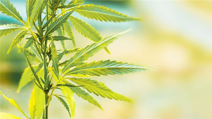 CBD vs. THC: What’s The Difference?