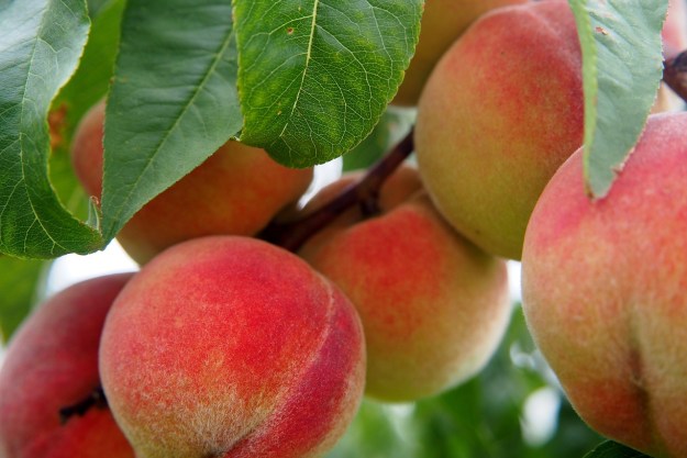 why georgia peaches are hard to find peach g371520604 1280